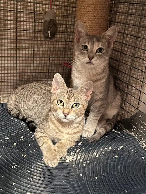 Mackey And Molly - Tabby