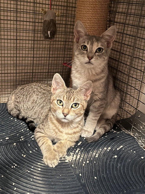 picture of the cat needing adoption