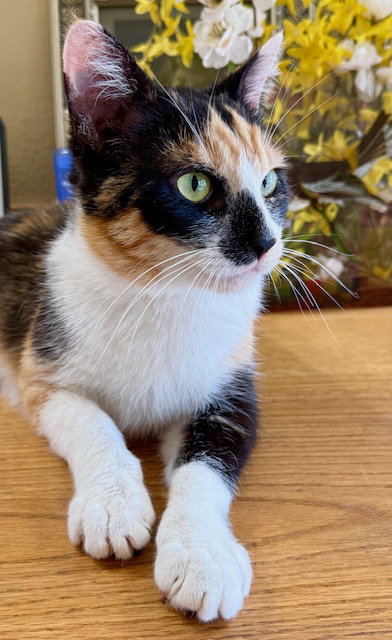 picture of the cat needing adoption