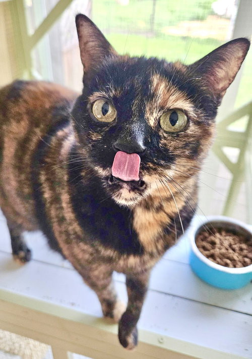 picture of the cat needing adoption