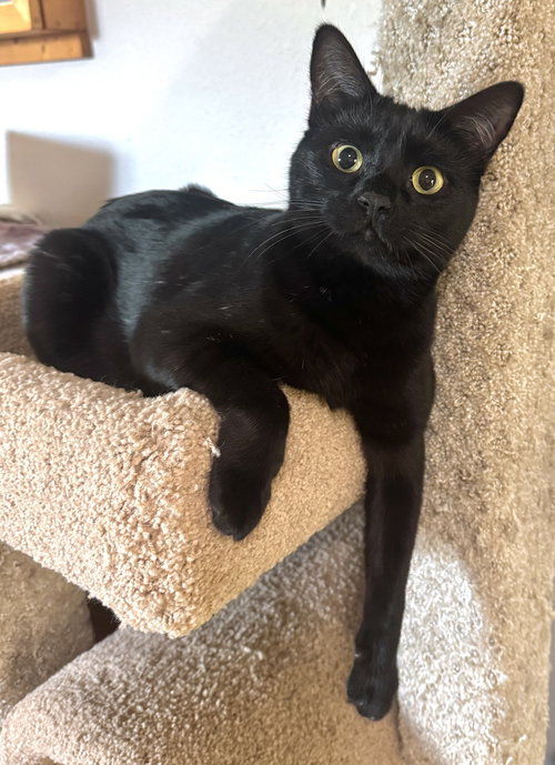 picture of the cat needing adoption