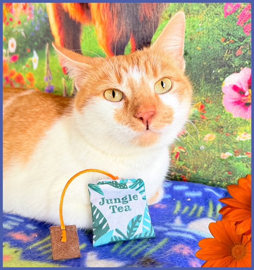 picture of the cat needing adoption