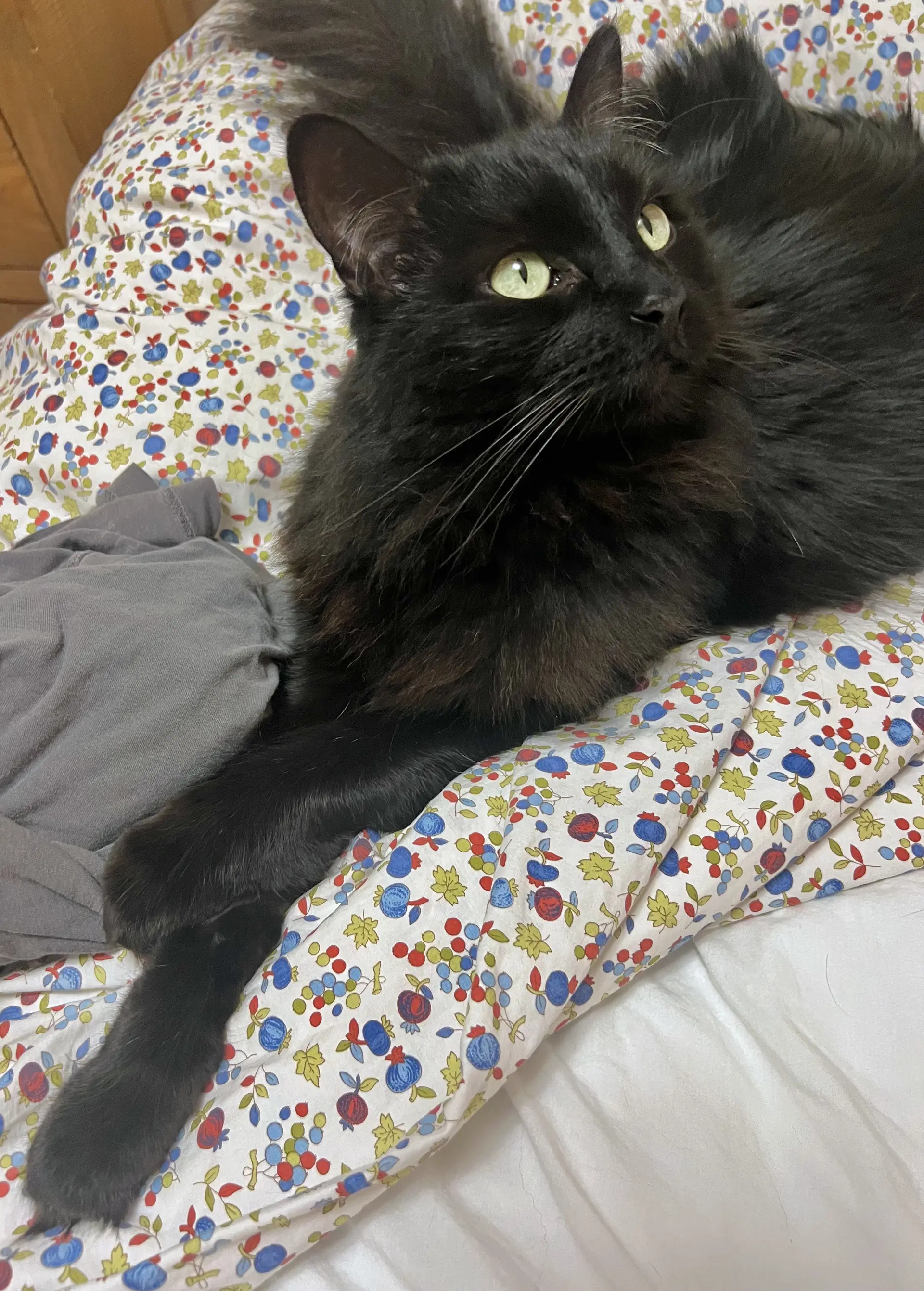 Millie - Belly Scritches Queen - Bombay