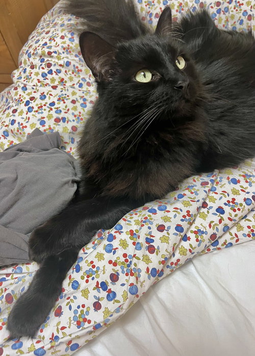 picture of the cat needing adoption