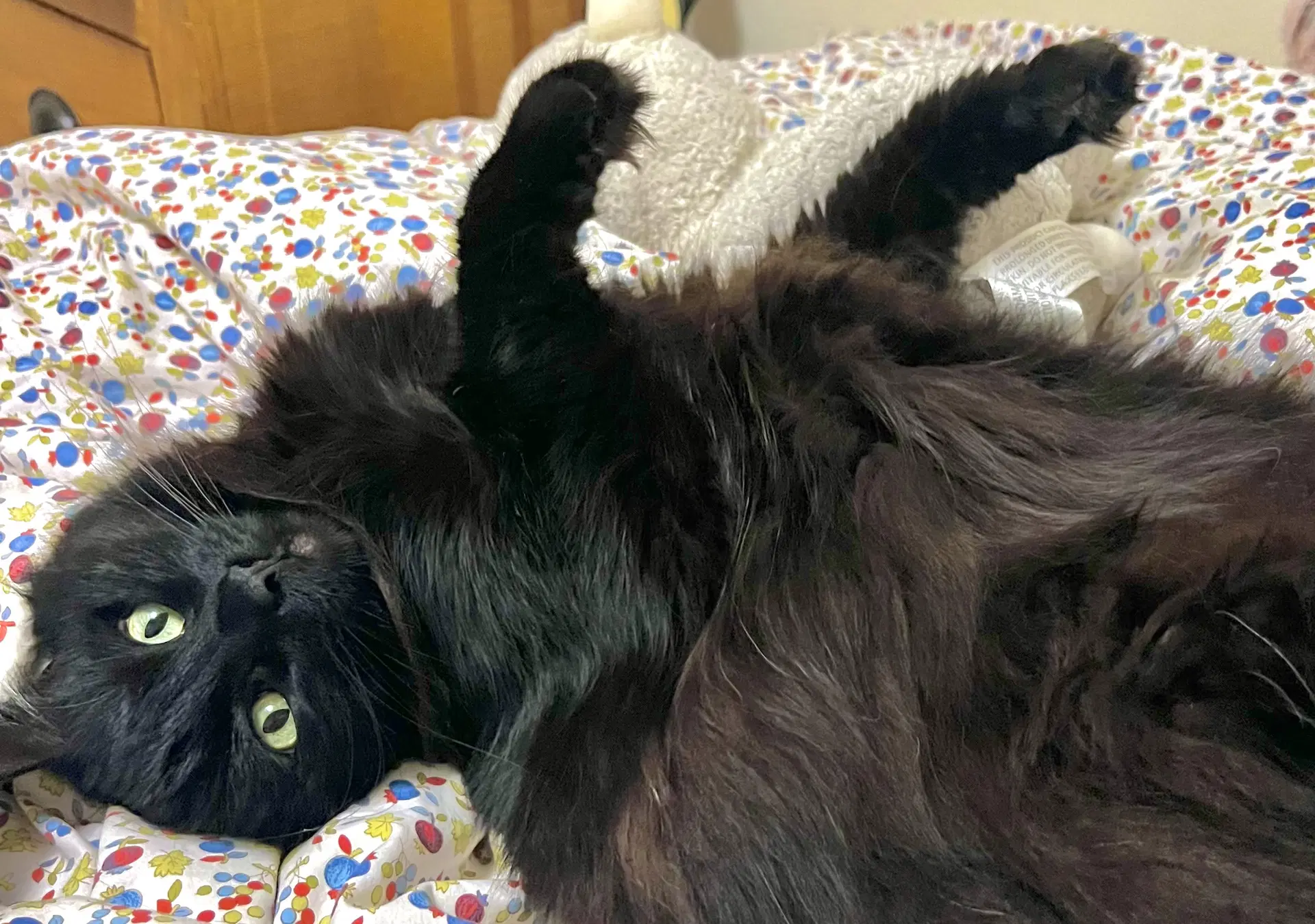 Millie - Belly Scritches Queen image 2