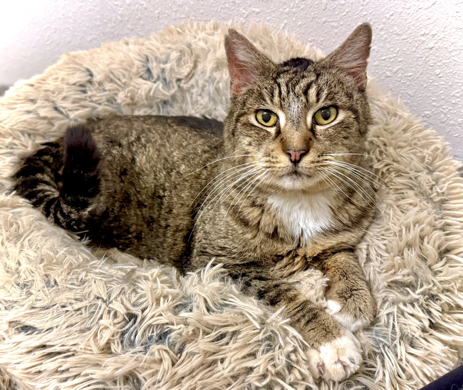 Ripley - Tabby