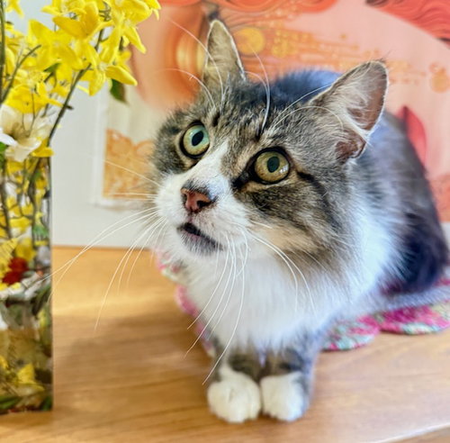 picture of the cat needing adoption