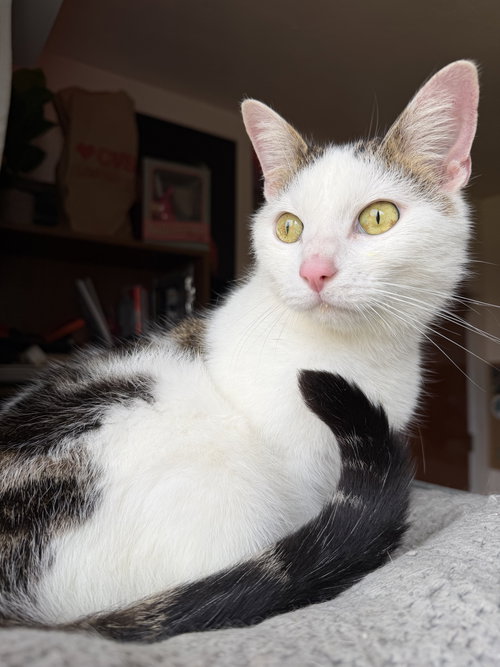 picture of the cat needing adoption