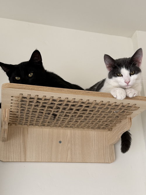 picture of the cat needing adoption