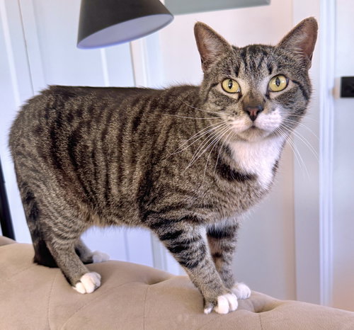 picture of the cat needing adoption