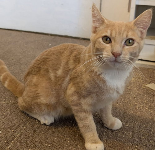 picture of the cat needing adoption