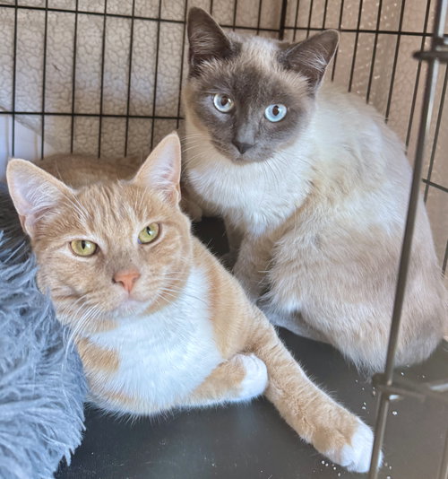 picture of the cat needing adoption