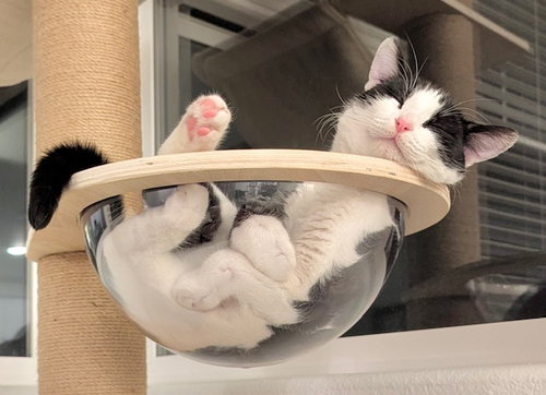Athena, an adoptable Tuxedo in San Luis Obispo, CA
