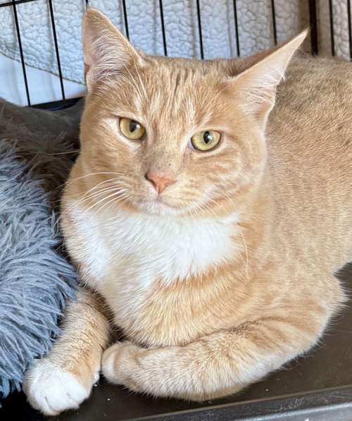 Kismet, an adoptable Tabby in San Luis Obispo, CA