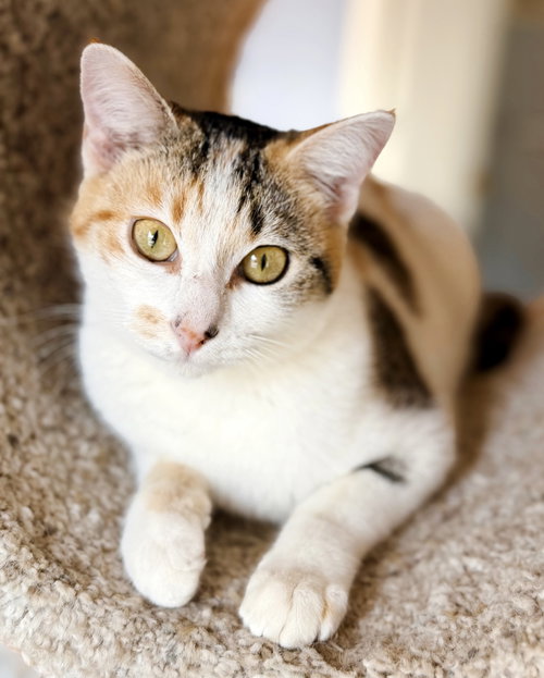 Springtime Kitties at the Caffeinated Cat Cafe!, an adoptable Domestic Short Hair in San Luis Obispo, CA