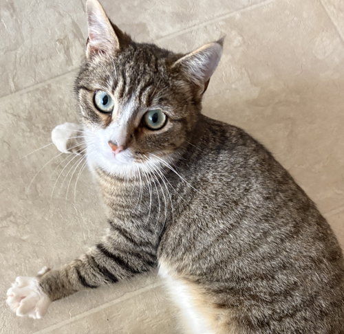 Ember, an adoptable Tabby in San Luis Obispo, CA