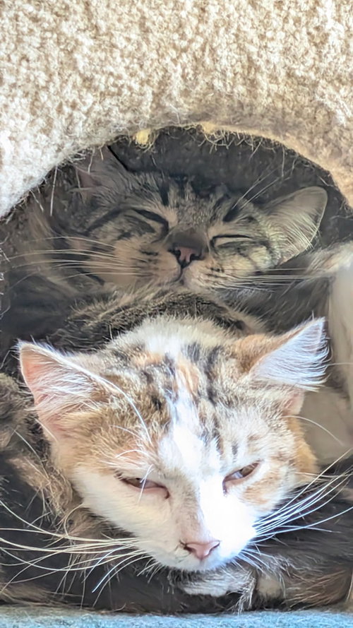 Remy & Marie - bonded besties - CCC, an adoptable Tabby in San Luis Obispo, CA