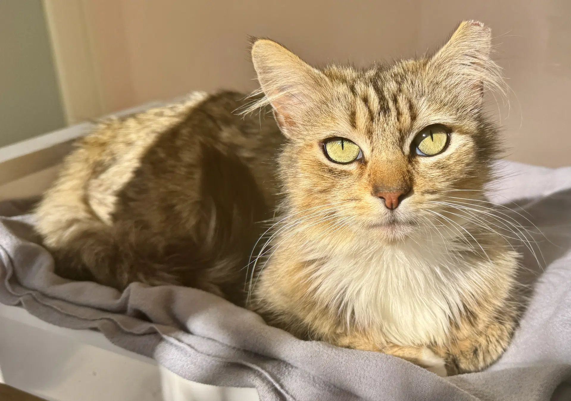 Enchanting Ella With Emerald Eyes - Ccc image 1