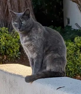 Gemma - Gorgeous Explorer - Dilute Calico