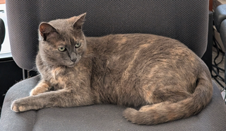 picture of the cat needing adoption
