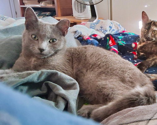 Bonnie & Clyde - Criminally cute, an adoptable Tabby in San Luis Obispo, CA