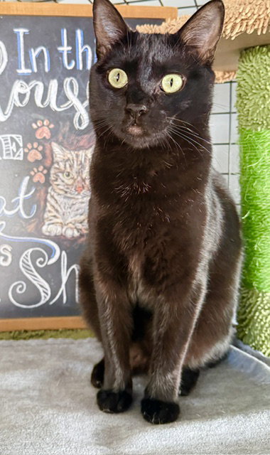 Poem - A unique Cat, an adoptable Bombay in San Luis Obispo, CA