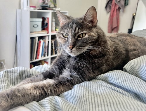 Annie - Affection Accomplice, an adoptable Torbie in San Luis Obispo, CA