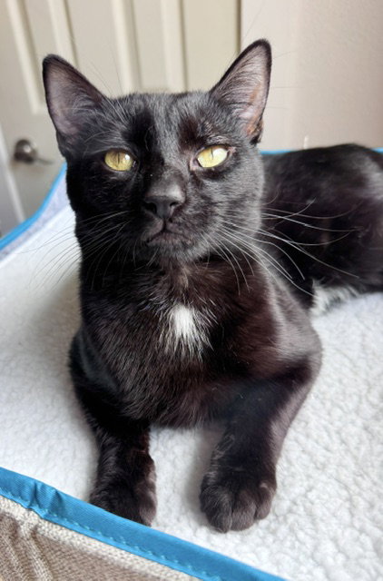Midnight - young mellow fellow, an adoptable Bombay in San Luis Obispo, CA