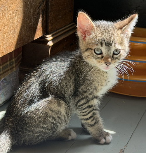 Oolong & Darjeeling, an adoptable Domestic Short Hair in San Luis Obispo, CA