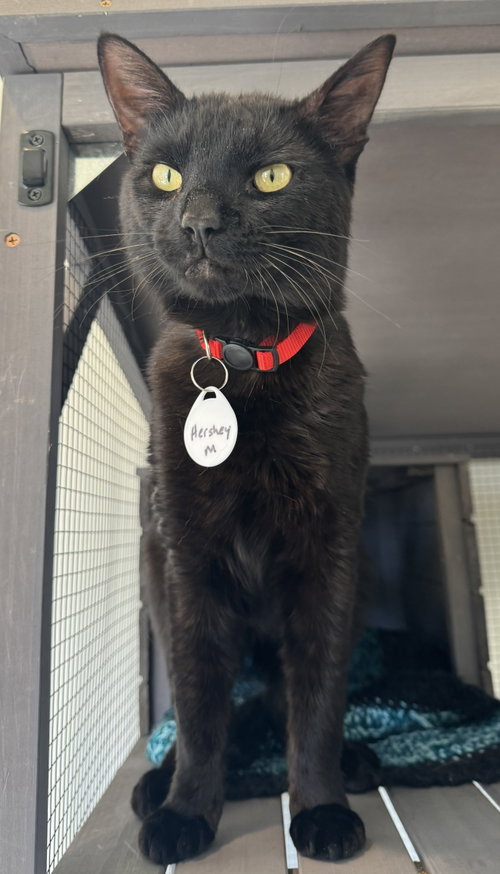 Handsome Hershey - CCC, an adoptable Bombay in San Luis Obispo, CA