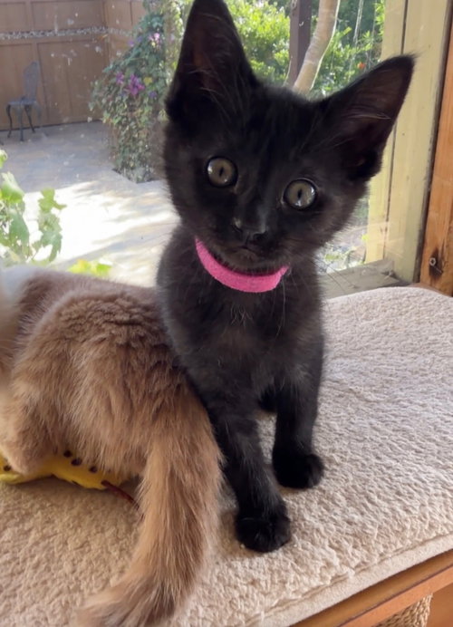 Luck of the Irish - delightful double litter - CCC