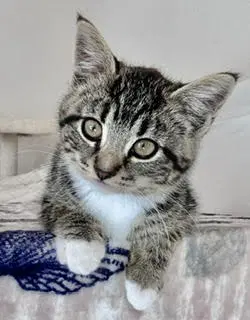 Tara Clara  Hoodwink - Tabby