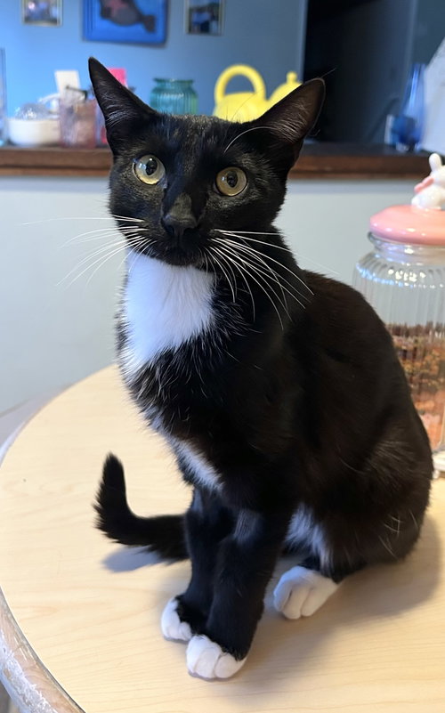 Bella - cuddly companion