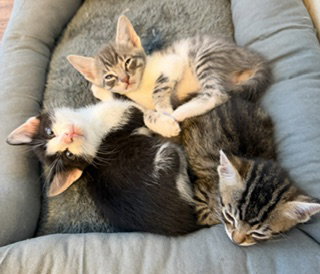 Keanu, Puss & Sylvester - cinematic cuties - CCC
