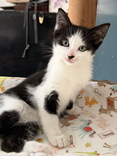 Oreo - CCC