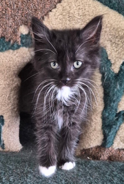 Cisco & Maya - twin tuxies - CCC
