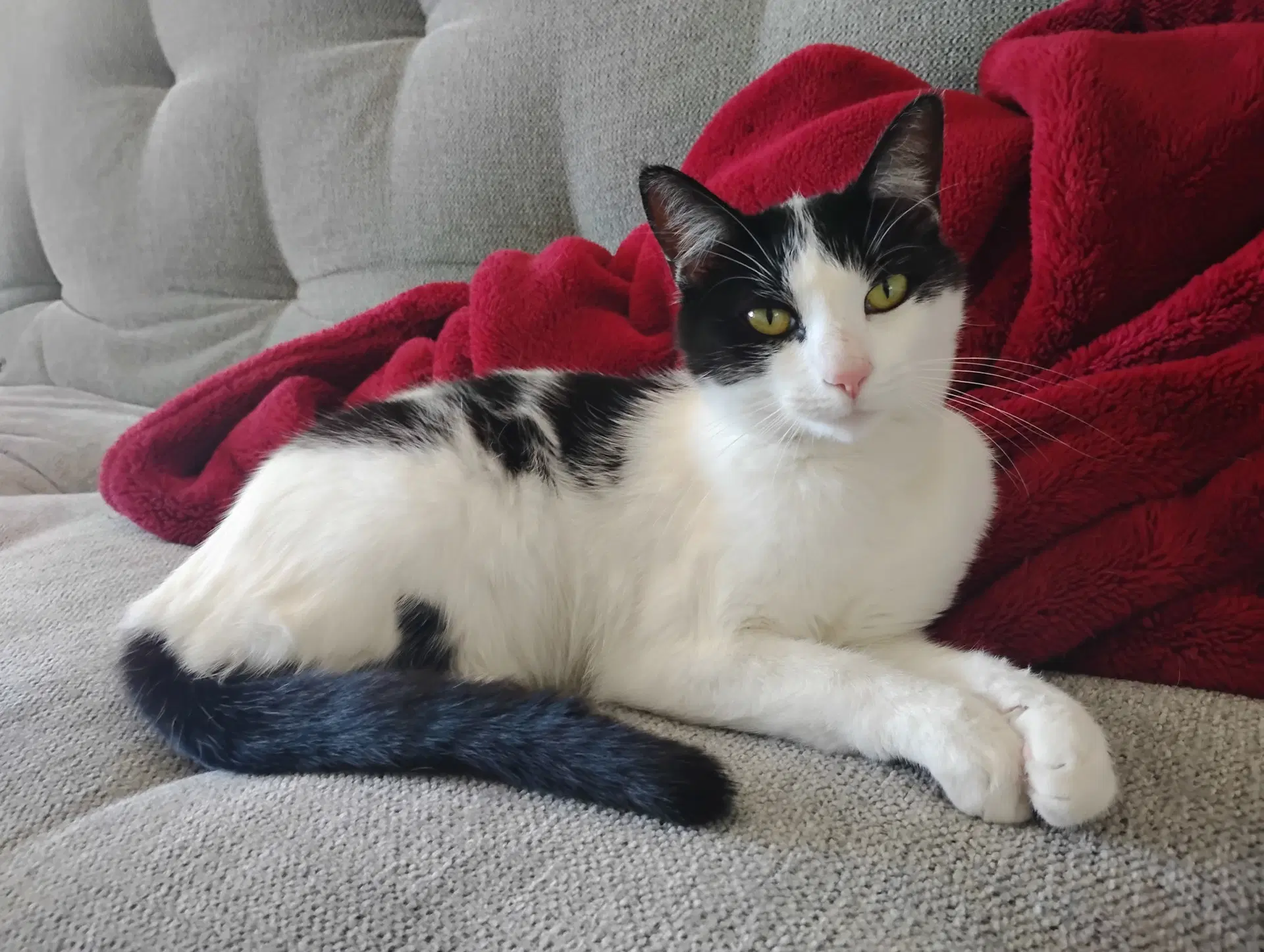 Winnie - Domestic Short Hair