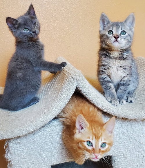 Ollie, Mac, & Banza