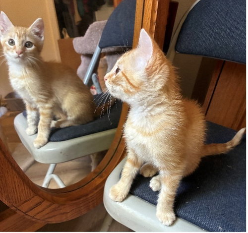 Wallie & Phil - super sweet siblings
