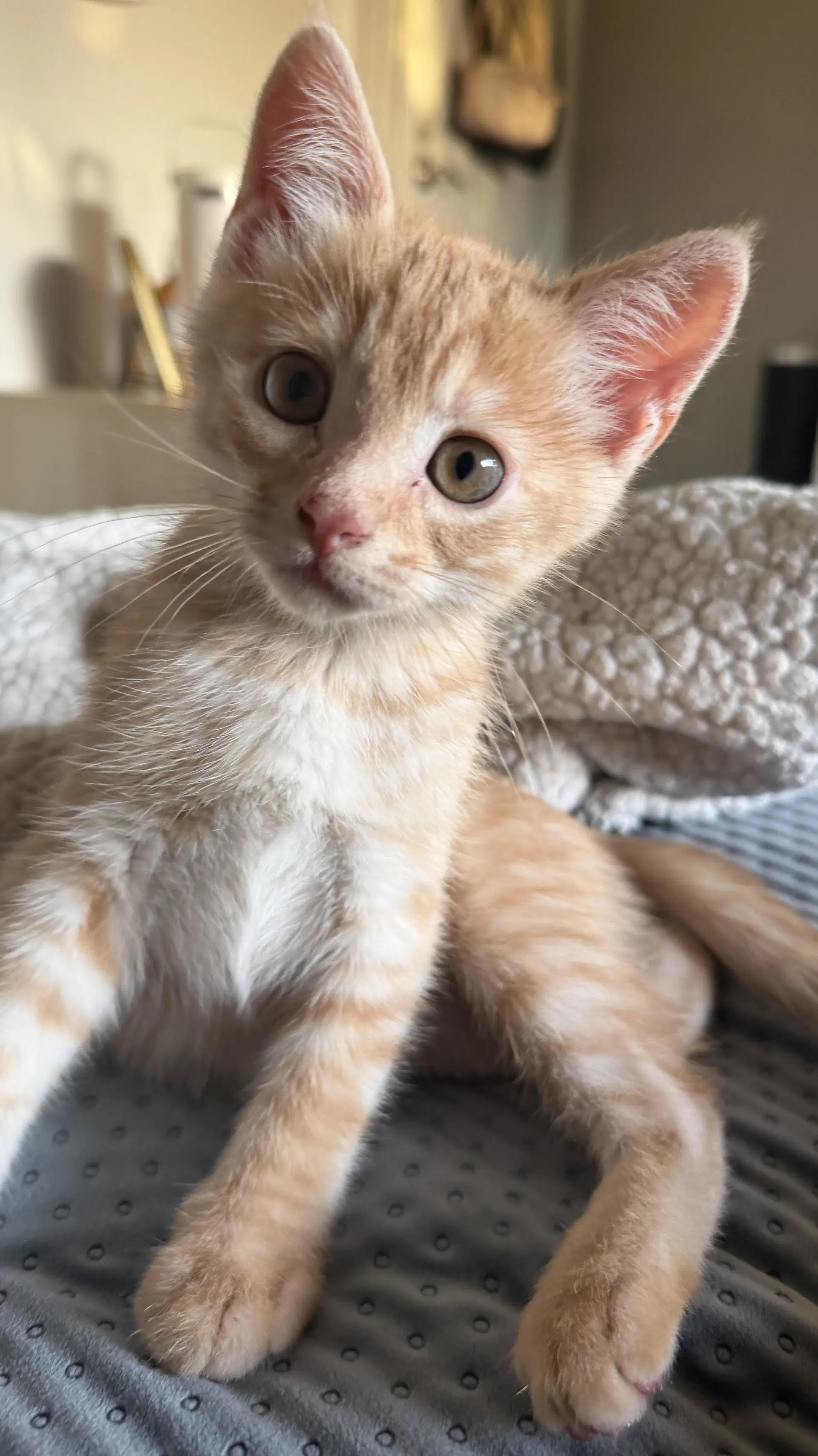Moose Bear Buck Scout  Aspen - Tabby