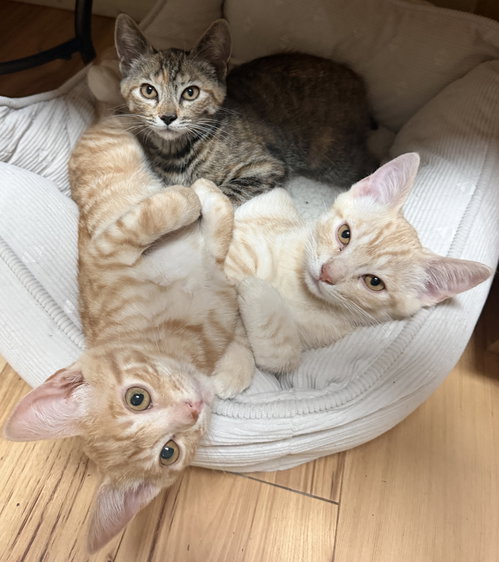 Buck, Scout, & Aspen, an adoptable Tabby in San Luis Obispo, CA