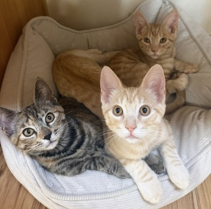 picture of the cat needing adoption