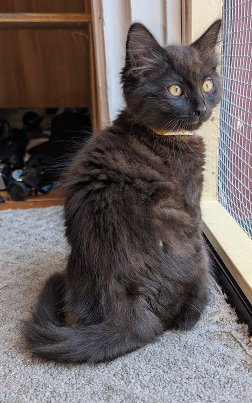 Beautiful Black Kittens, an adoptable Bombay in San Luis Obispo, CA