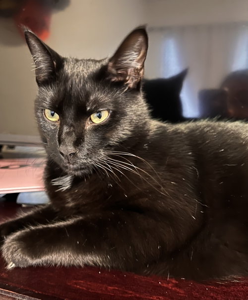 Bear & Bunny - Bonded Besties, an adoptable Tabby in San Luis Obispo, CA