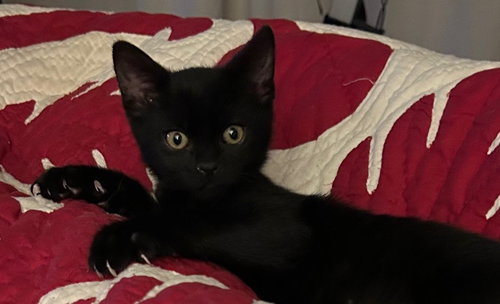 James, an adoptable Bombay in San Luis Obispo, CA