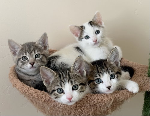 Abilene, Tex, Honey, and Coyote - CCC, an adoptable Tabby in San Luis Obispo, CA
