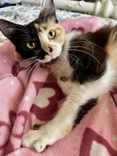 Fiona - chill, cuddly companion, an adoptable Calico in San Luis Obispo, CA