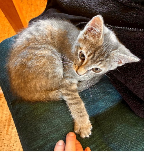 Darling Hazel is Ready to Meet You - CCC, an adoptable Torbie in San Luis Obispo, CA