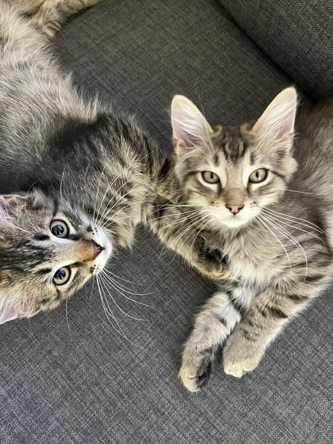 Goose, Whinny, Junie Bug and Duck, an adoptable Domestic Short Hair in San Luis Obispo, CA
