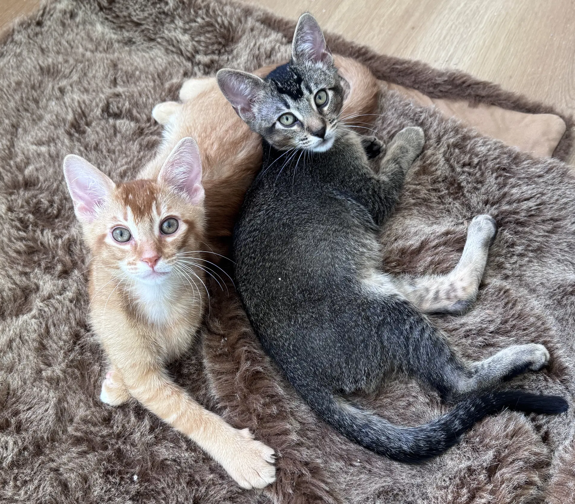 Slingshot Yabba  Moose - Ccc - Domestic Short Hair